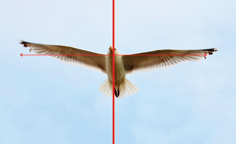 그림 1. 새의 날개는 좌우 선대칭이다.