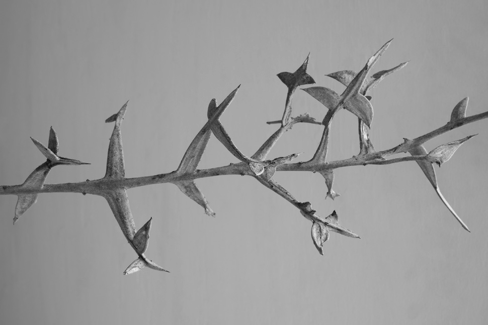 〈누워있는 조각가의 시간 - 시계초〉, 아카이벌 피그먼트 프린트, 120x180cm, 2016