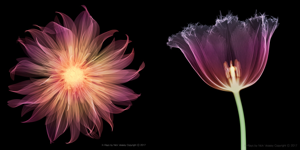 〈Dahlia〉, 2014 & 〈Serrated Tulip Head〉, 2014 ©Nick Veasey