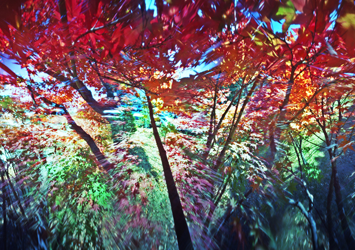 〈Hexapoda II〉, C-Print, , Kodak Ektar100, Handmade pinhole camera, 120x170cm, 2016
