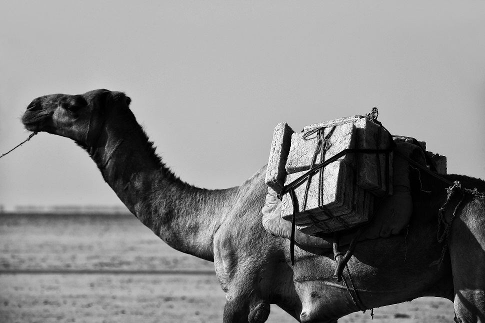 다나킬 소금사막에서 채취한 소금덩이를 운반하는 낙타
