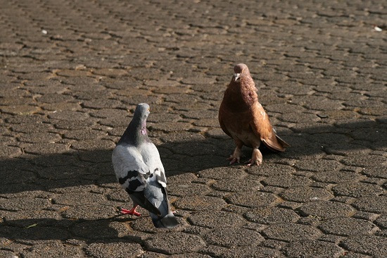 몰살당할 뻔한 위기를 딛고 간신히 살아남은, 한때 평화의 상징이었던 비둘기 (사진제공 : 픽사베이)